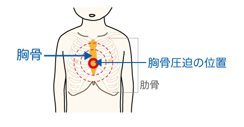 胸骨