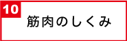 筋肉のしくみ