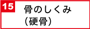 骨のしくみ