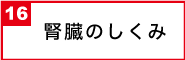 腎臓のしくみ