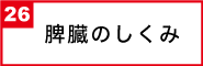 脾臓のしくみ