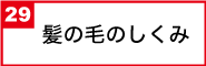 髪の毛のしくみ