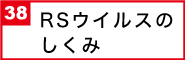 RSウイルスのしくみ