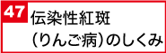 伝染性紅斑（りんご病）