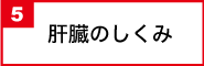 肝臓のしくみ